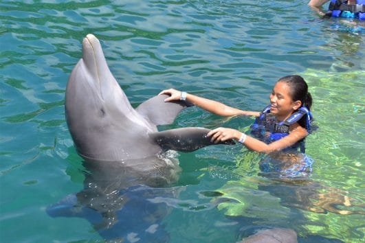 Nado con Delfines